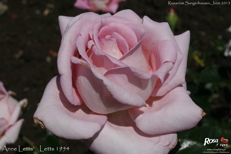 'Anne Letts (hybrid tea, Letts, 1954)' rose photo