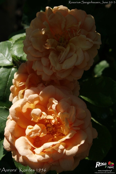 'Aurora (climber, Kordes, 1956)' rose photo