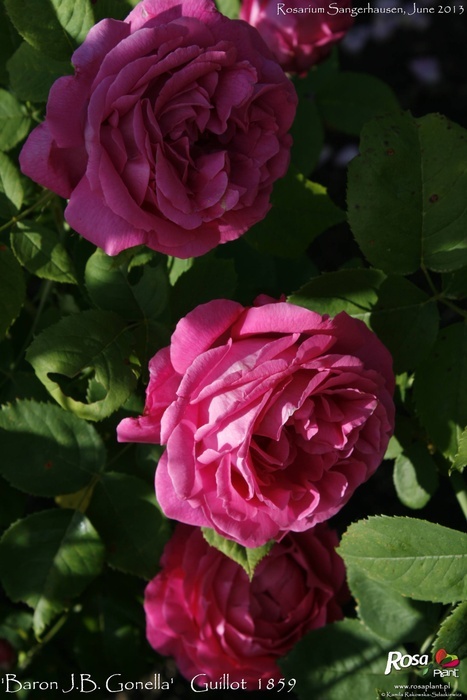 'Baron J.B. Gonella' rose photo