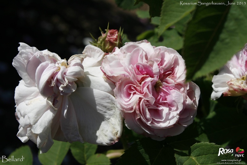 'Bellard (gallica, Unknown, pre 1846)' rose, click to enlarge 'Bellard (gallica, Unknown, pre 1846)' rose photo