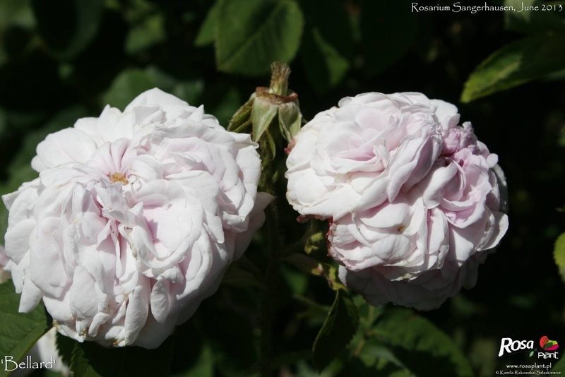 'Bellard (gallica, Unknown, pre 1846)' rose, click to enlarge 'Bellard (gallica, Unknown, pre 1846)' rose photo