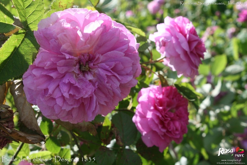 'Belle de Yèbles' rose photo