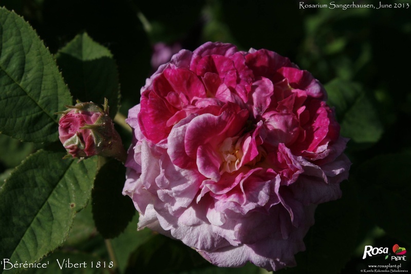 'Bérénice (gallica, Vibert, 1818)' rose photo