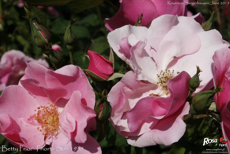 'Betty Prior' rose, click to enlarge 'Betty Prior' rose photo