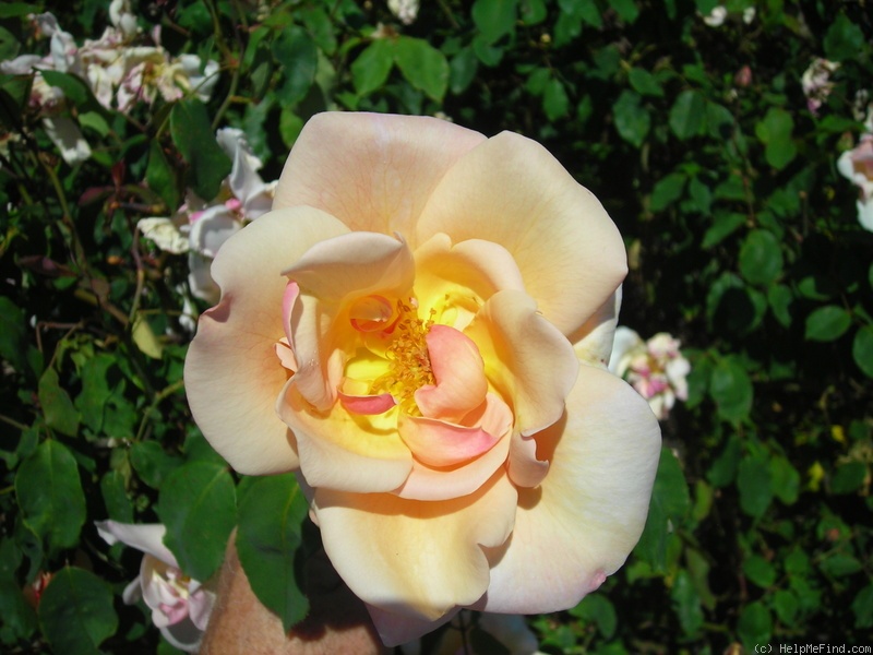 'Bishop Darlington' rose photo