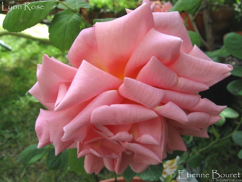 'Lyon Rose' rose photo