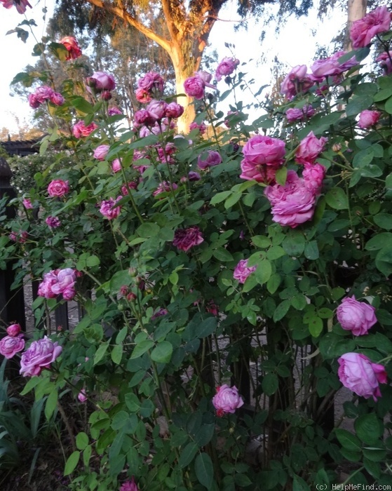 'Baronne Prévost (Hybrid Perpetual, Desprez, 1841)' rose photo