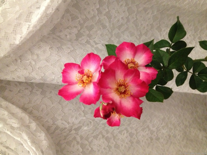 'Mrs. Robinson' rose photo