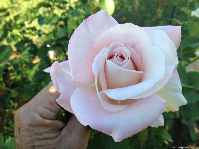 'Dona Martin' rose photo