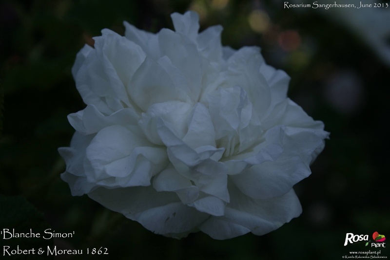 'Blanche Simon' rose photo