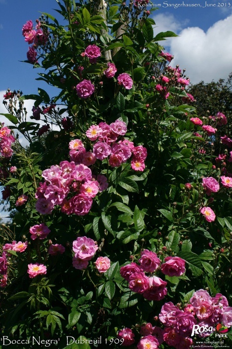 'Bocca Negra' rose photo
