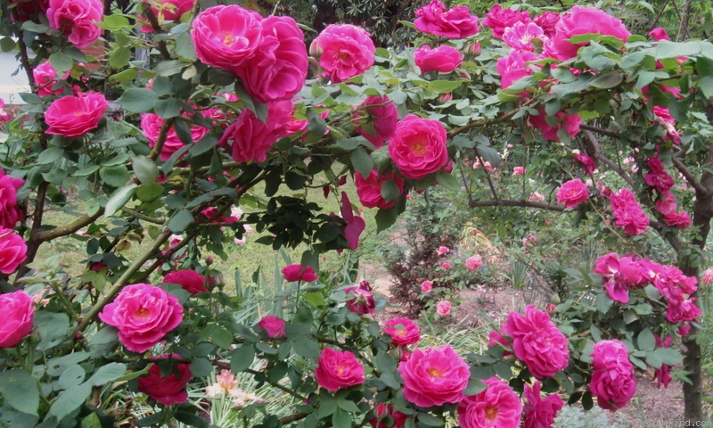 'Maurice Bernardin' rose photo