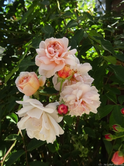 'Cornelia (Hybrid Musk, Pemberton, 1925)' rose photo