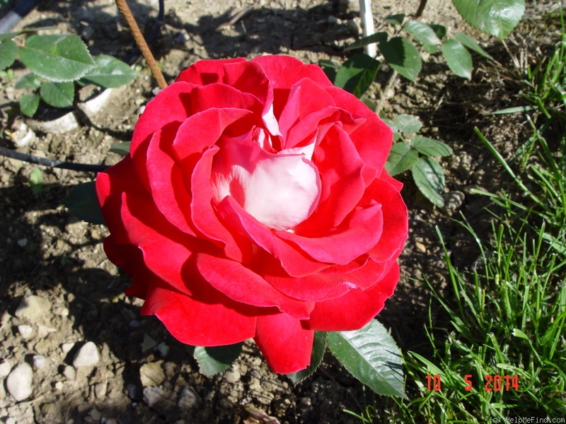 'Trade Winds' rose photo