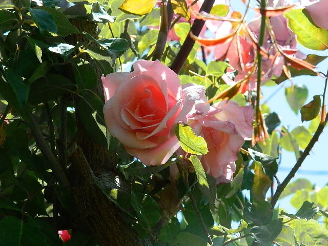 'Susan Louise' rose photo