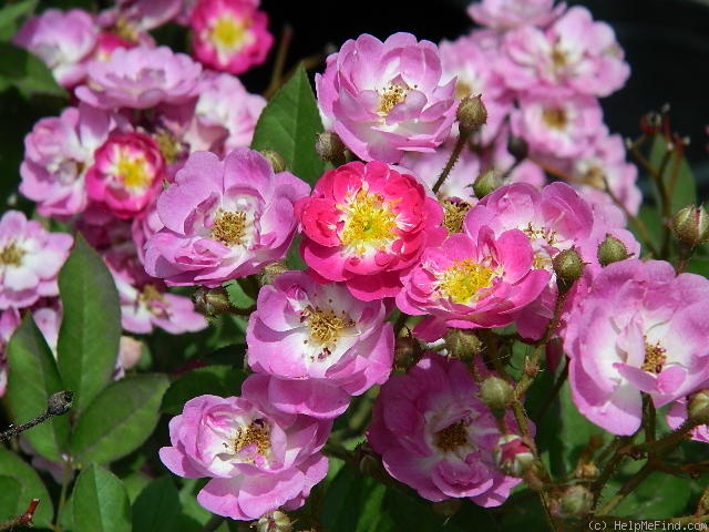 'Lauren (Polyantha, Rupert, 2003)' rose photo