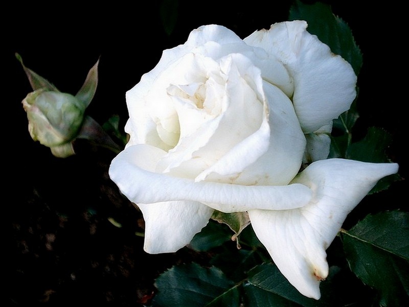 'Pape Jean Paul II ®' rose photo