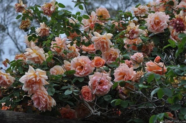 'Helen Traubel Climbing' rose photo