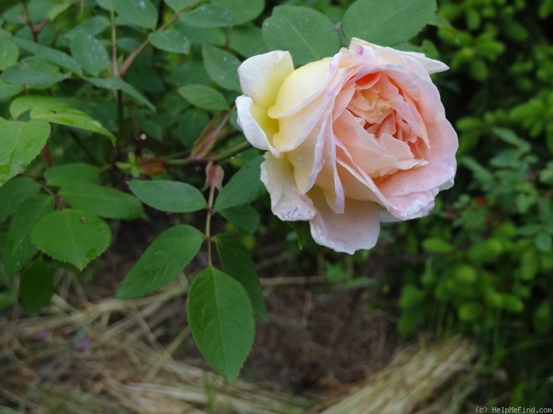 'Dr. Eckener' rose photo