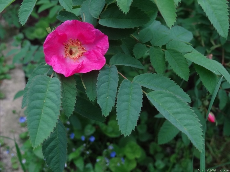 'R. pendulina' rose photo