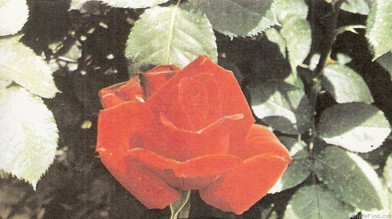'Karma' rose photo