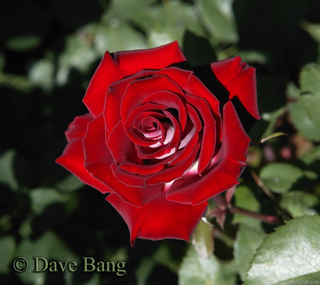 'Jolene Adams' rose photo