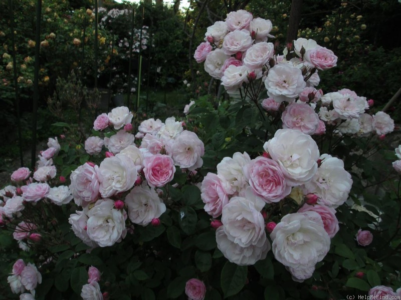 'Belle Vichysoise' rose photo