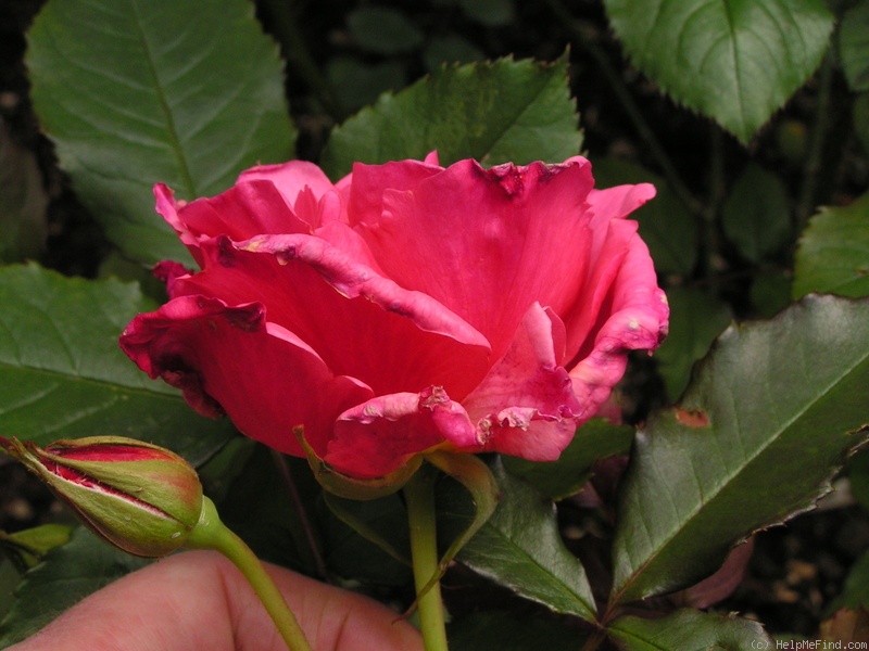 '12 Westerland OP 06' rose, click to enlarge '12 Westerland OP 06' rose photo