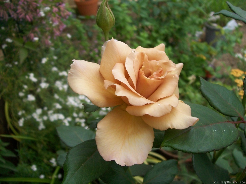 'Julia's Rose' rose photo