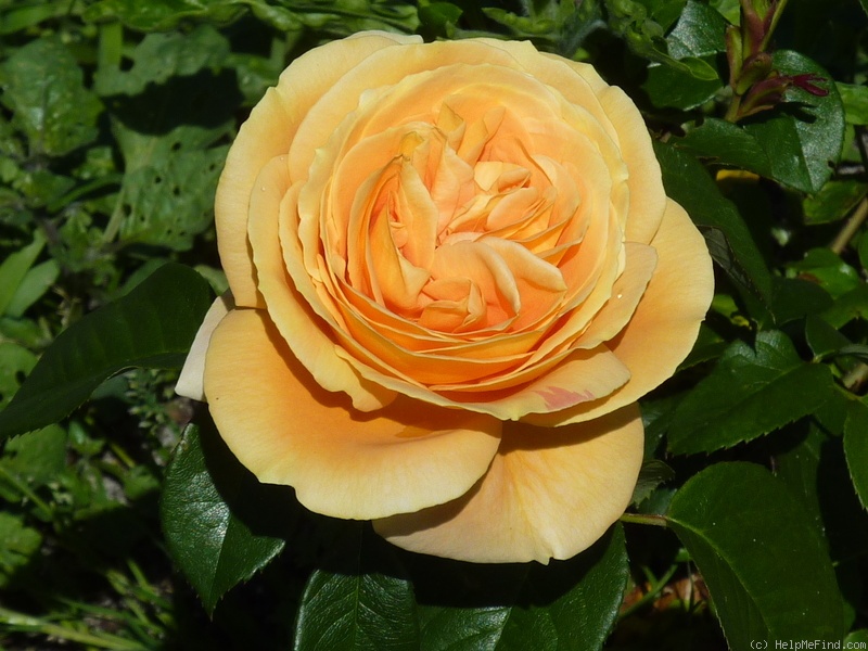 'Bataclan ®' rose photo