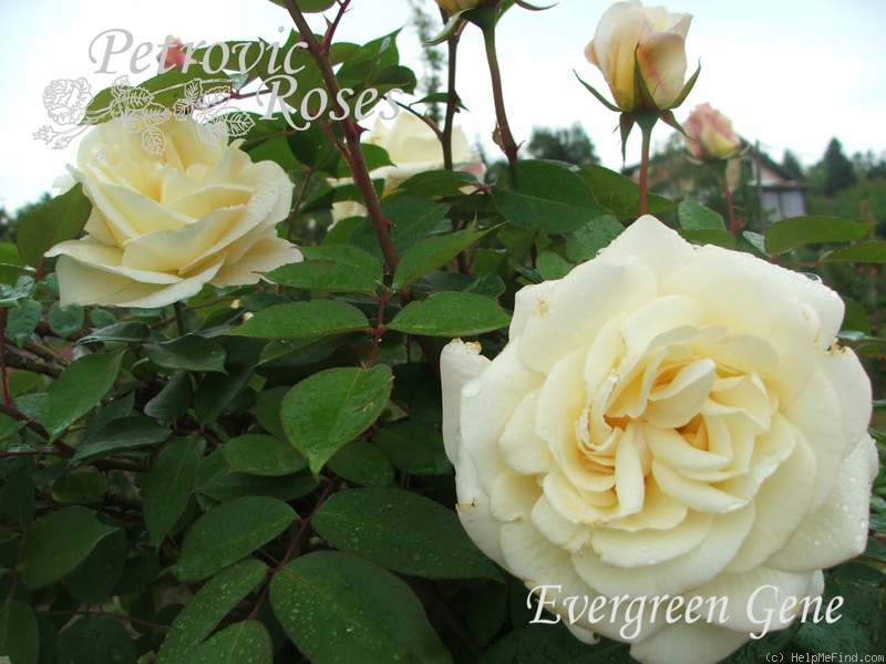 'Evergreen Gene ™' rose photo