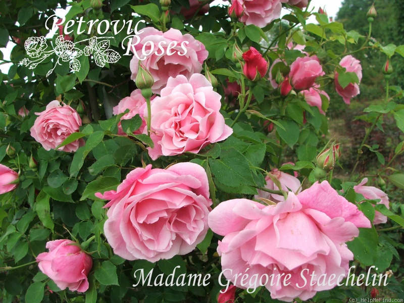 'Madame Grégoire Staechelin' rose photo