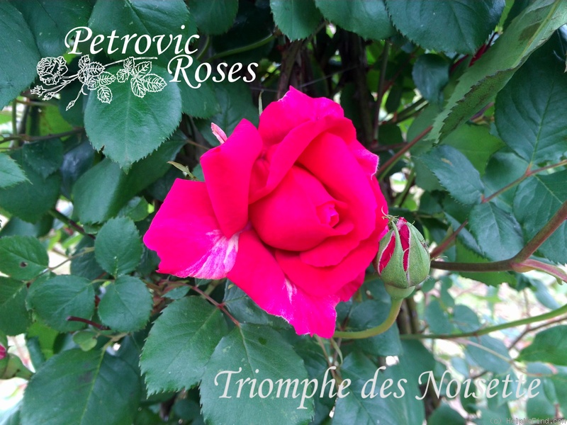 'Triomphe des Noisettes (noisette, Pernet, 1887)' rose photo