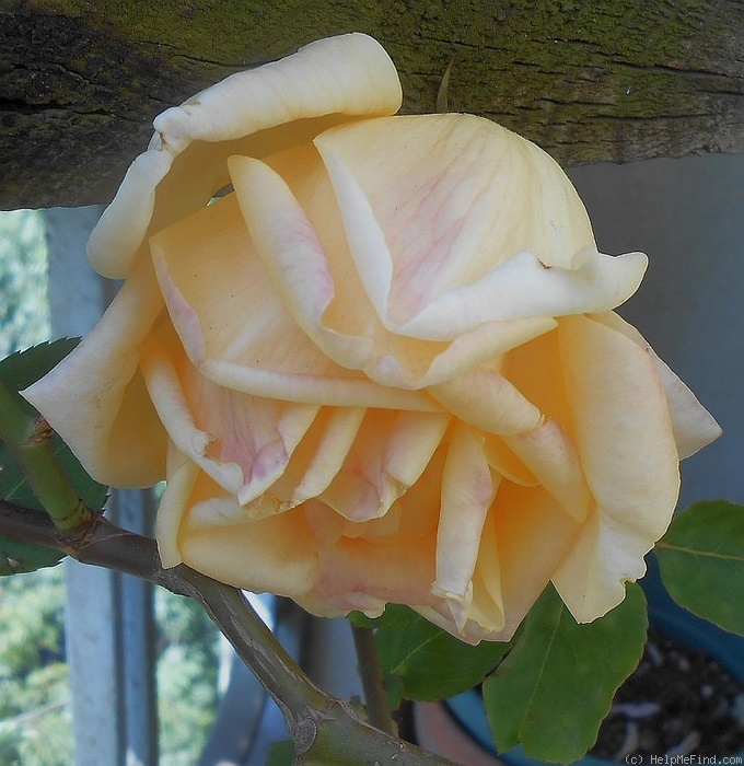 'Mademoiselle Jeanne Phillipe' rose photo