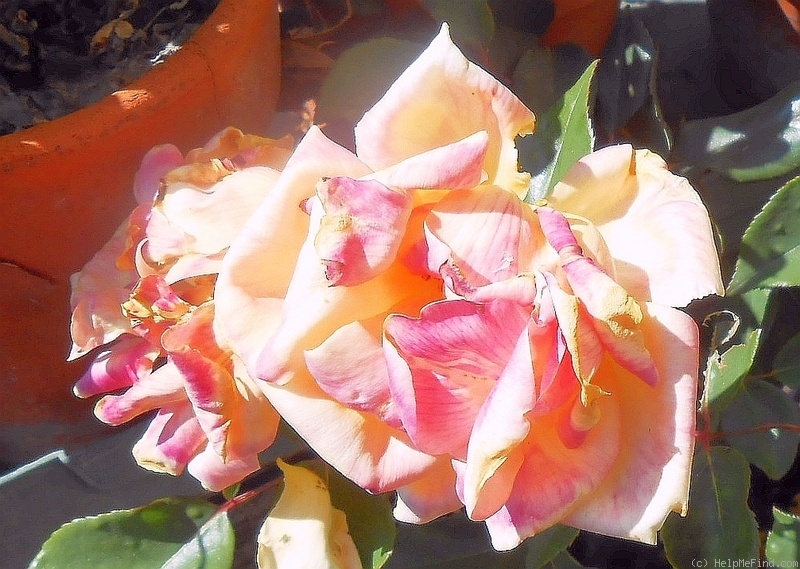 'Mademoiselle Jeanne Phillipe' rose photo