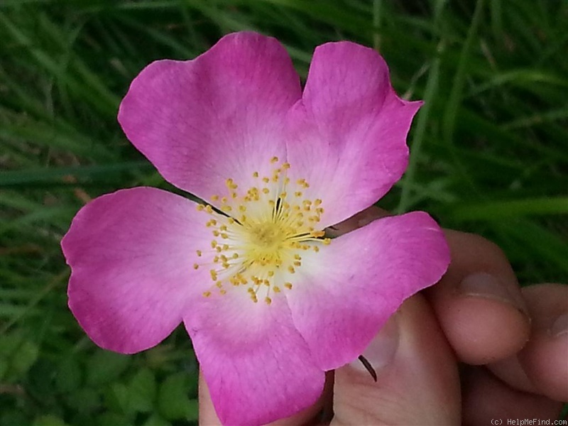 'R. gallica' rose photo