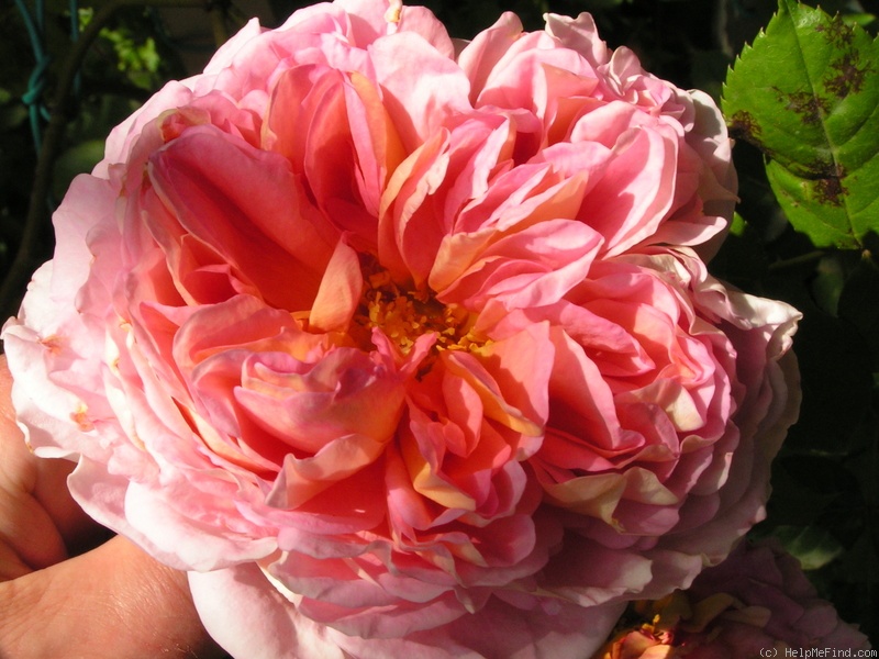 'Abraham Darby' rose, click to enlarge 'Abraham Darby' rose photo