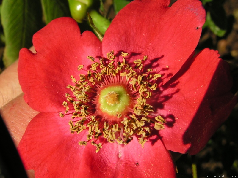 'Geranium (Hybrid Moyesii, 1938)' rose photo