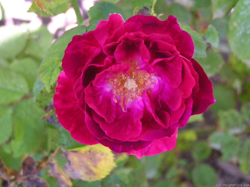 'Geschwind's Georgeous' rose photo