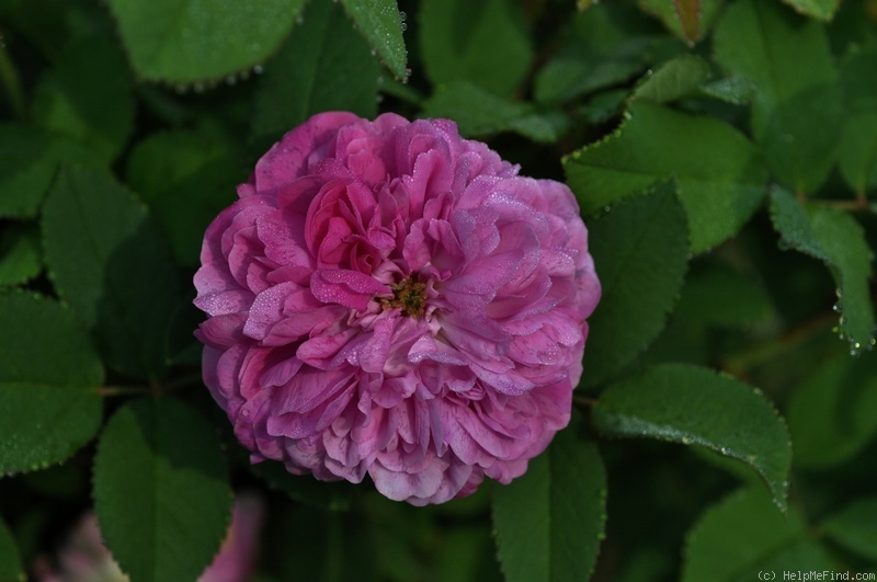 'Umbra' rose photo