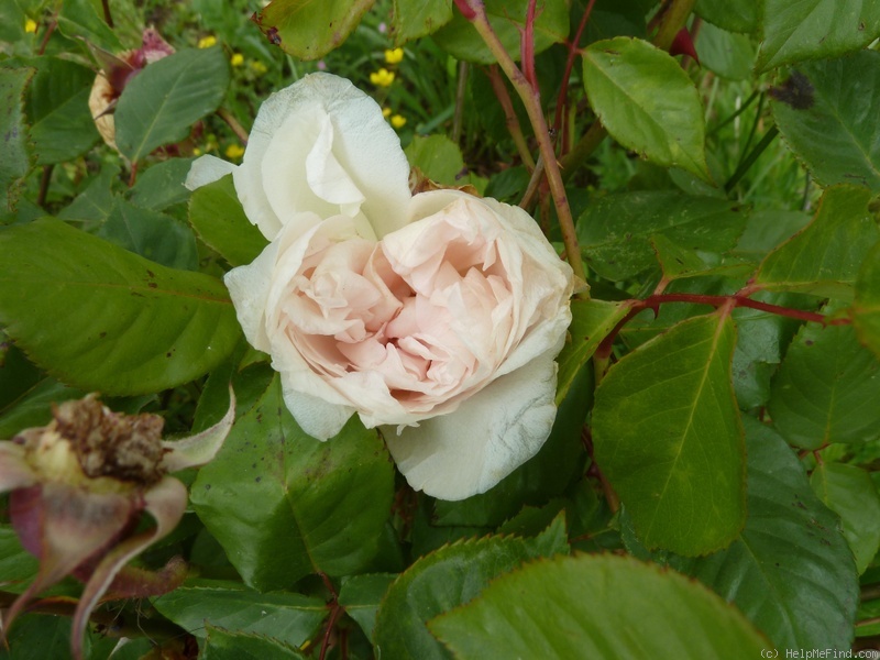 'Graziella (tea, Dubreuil, 1893)' rose photo