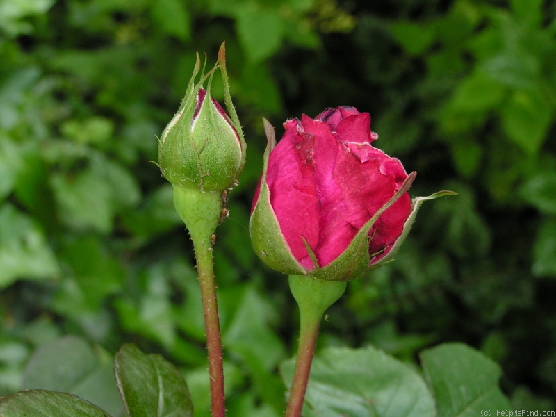 'Leopold Ritter' rose photo