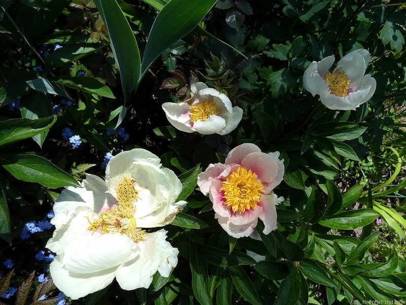 'Athena' peony, click to enlarge 'Athena' peony photo