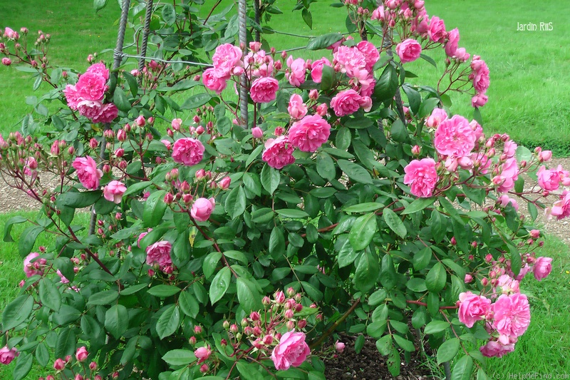 'Belle de Sardaigne ®' rose photo