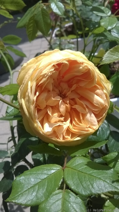 'Carolyn Knight' rose photo