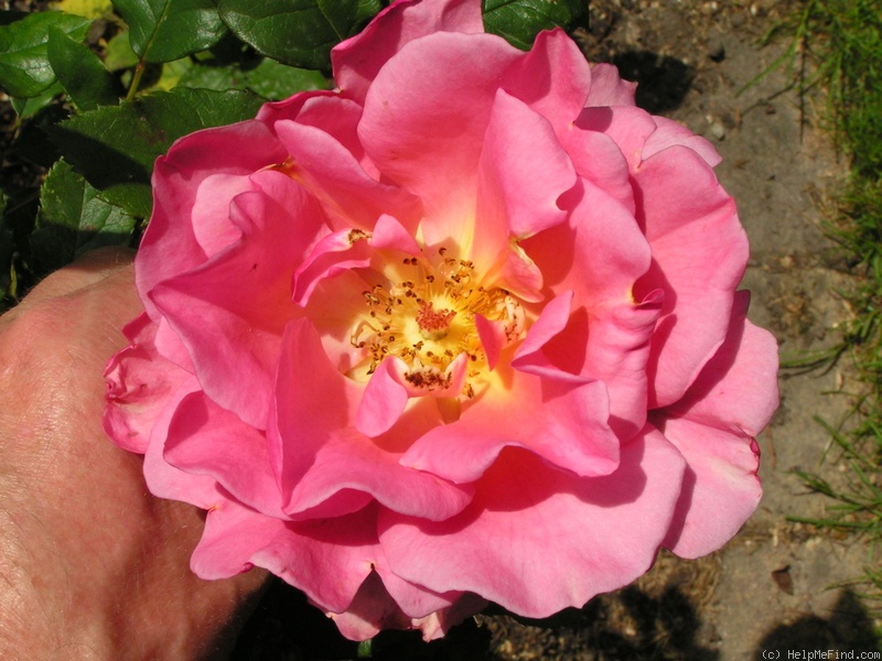'12 Westerland OP 06' rose, click to enlarge '12 Westerland OP 06' rose photo