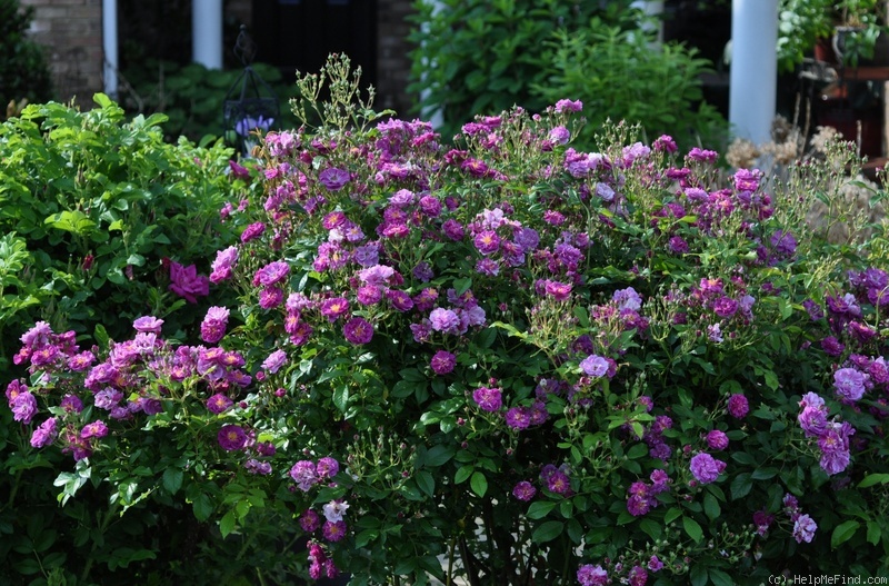 'Purple Skyliner' rose photo