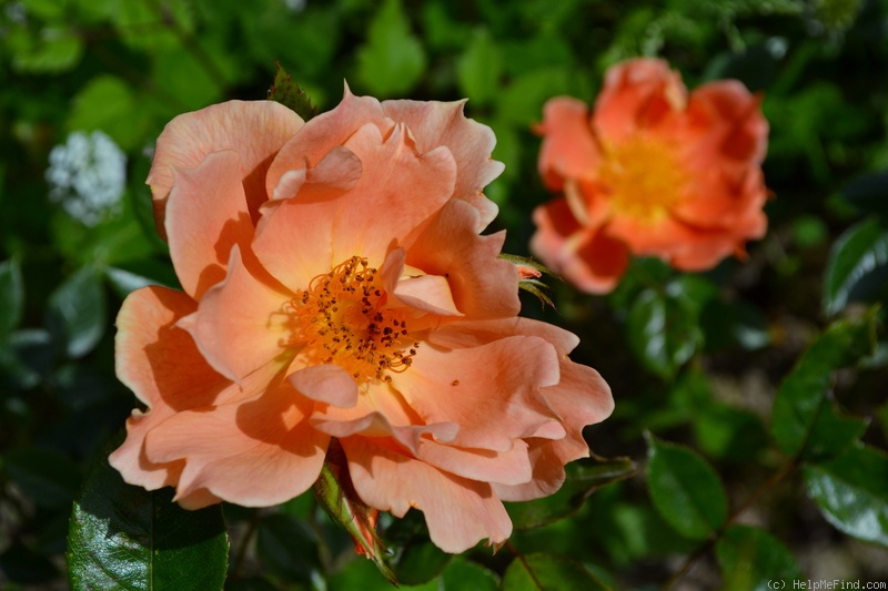 'Bridge of Sighs (Large Flowered Climber, Harkness, 2000)' rose photo