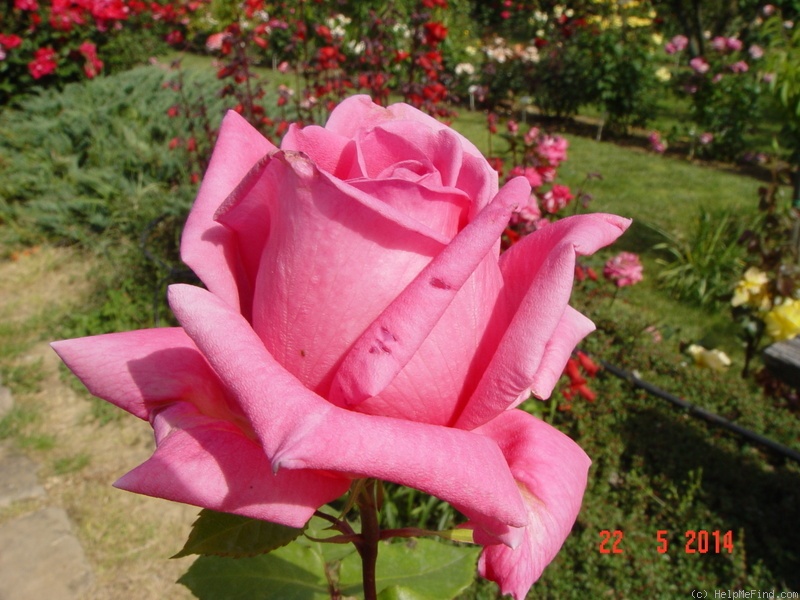 'Jacaranda' rose photo