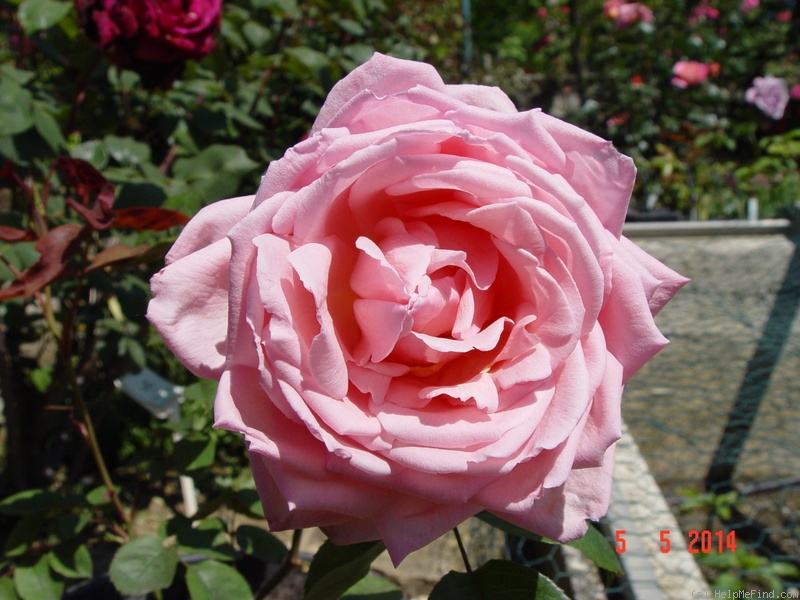 'New Zealand (Hybrid Tea. McGredy, 1988)' rose photo